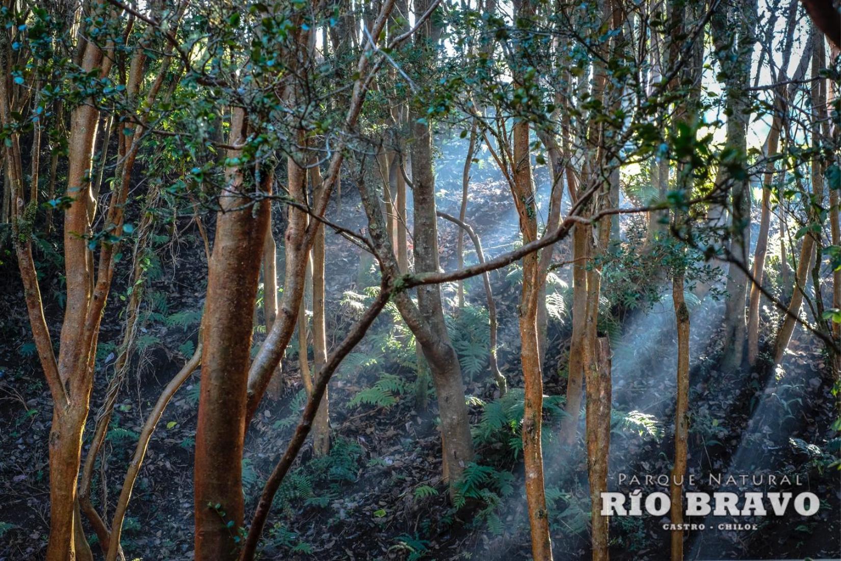 Parque Natural Rio Bravo Lodge กัสโตร ห้อง รูปภาพ