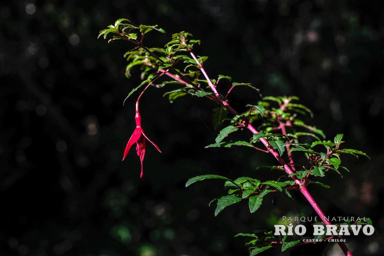 Parque Natural Rio Bravo Lodge กัสโตร ภายนอก รูปภาพ
